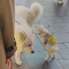 春水煎茶