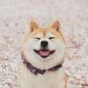 啊瓜