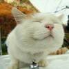 随风飘逝