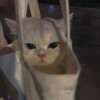 miaodtd