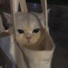 miaodtd