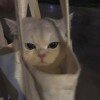 miaodtd